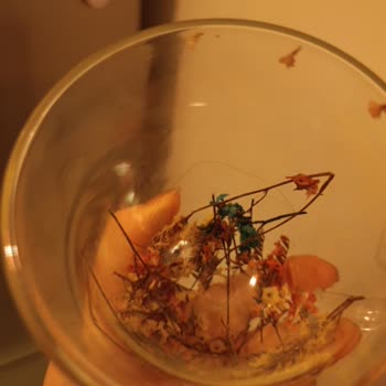 Aldığım Bardakta Saç Teli Çıkması Ve Hijyen Sorunu