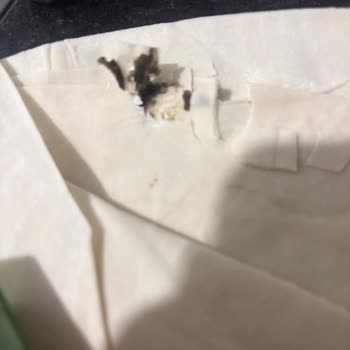 Nimet Üçgen Yufkadan Yabancı Cisim Çıktı: Gıda Güvenliği Tehlikesi