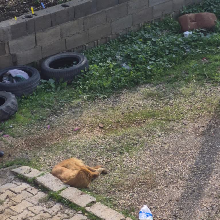 Mahallemizdeki Sokak Köpekleri Nedeniyle Güvenlik Ve Huzur Sorunu