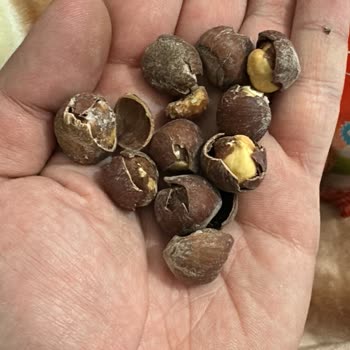 Gürsoy Fındık Ürününde Kurt Delikleri Ve Acı Tat Sorunu!