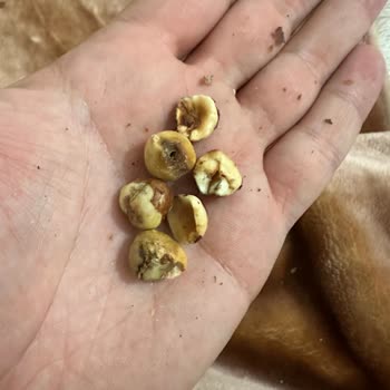 Gürsoy Fındık Ürününde Kurt Delikleri Ve Acı Tat Sorunu!