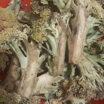 Getir Market'ten Aldığım Brokoli Küflü Ve Sararmış Çıktı, İade Talebim Reddedildi