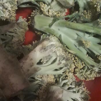 Getir Market'ten Aldığım Brokoli Küflü Ve Sararmış Çıktı, İade Talebim Reddedildi