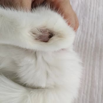 İlgi Veteriner Kliniği İzinsiz Ücret Ve Belirsiz İlaç Kullanımı Nedeniyle Mağduriyet!