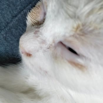 İlgi Veteriner Kliniği İzinsiz Ücret Ve Belirsiz İlaç Kullanımı Nedeniyle Mağduriyet!