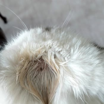 İlgi Veteriner Kliniği İzinsiz Ücret Ve Belirsiz İlaç Kullanımı Nedeniyle Mağduriyet!