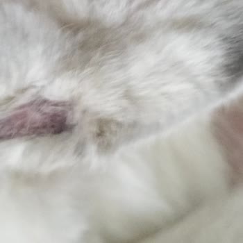 İlgi Veteriner Kliniği İzinsiz Ücret Ve Belirsiz İlaç Kullanımı Nedeniyle Mağduriyet!