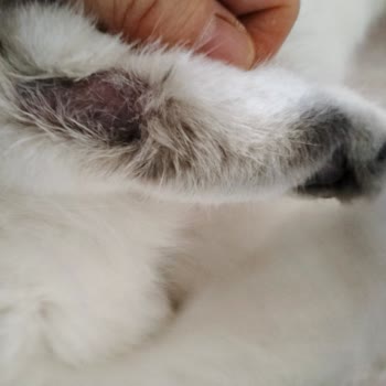 İlgi Veteriner Kliniği İzinsiz Ücret Ve Belirsiz İlaç Kullanımı Nedeniyle Mağduriyet!