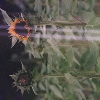 Fehler bei der Filmentwicklung bei DM