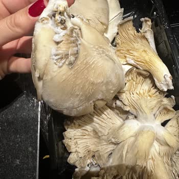 Küflü Mantar Gönderildi, Mağaza Kalite Kontrolü Yetersiz