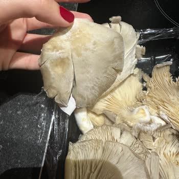 Küflü Mantar Gönderildi, Mağaza Kalite Kontrolü Yetersiz