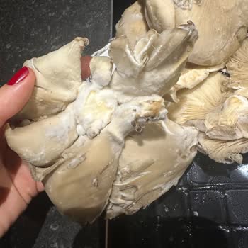 Küflü Mantar Gönderildi, Mağaza Kalite Kontrolü Yetersiz