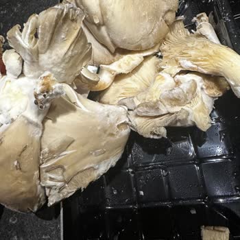 Küflü Mantar Gönderildi, Mağaza Kalite Kontrolü Yetersiz