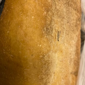 Siparişimde Ekmekte Hijyen Sorunu Ve Geri Dönüş Eksikliği