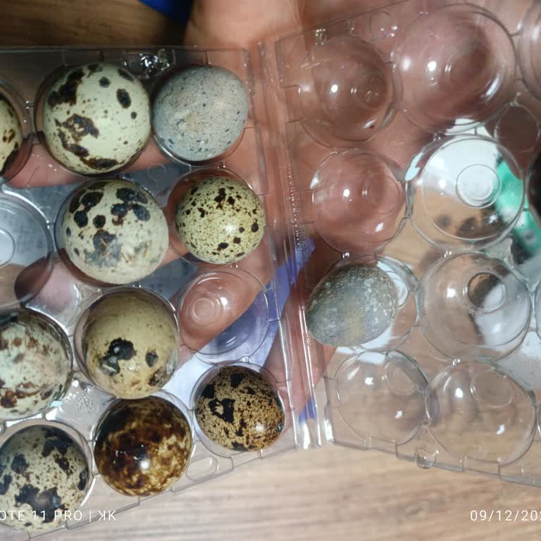 Son Kullanma Tarihi Geçmemiş Bıldırcın Yumurtası Küflü Ve Bozuk Çıktı, İade İstiyorum