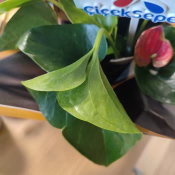 Çürük Çiçek Gönderimi Ve Yetersiz Müşteri Hizmetleri Mağduriyeti