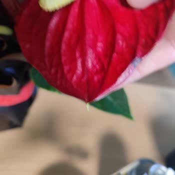 Çürük Çiçek Gönderimi Ve Yetersiz Müşteri Hizmetleri Mağduriyeti