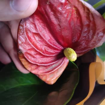 Çürük Çiçek Gönderimi Ve Yetersiz Müşteri Hizmetleri Mağduriyeti