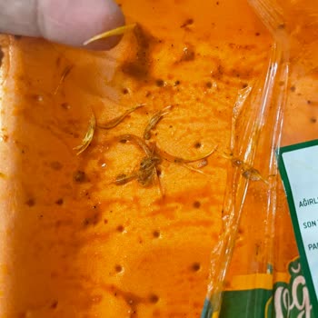 File Market'ten Alınan Tavukta Tüy Sorunu Ve Denetimsizlik