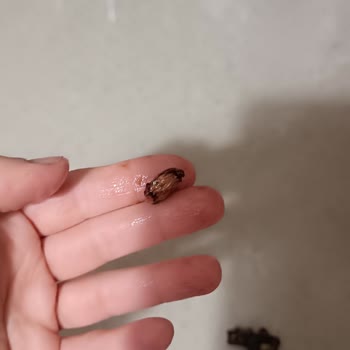 Hafız Mustafa Lokumun İçinden Sert Cisim Çıktı, Dişim Kırıldı