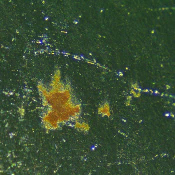 Paslanan Blender: Sağlık Riski Ve Üretim Hatası