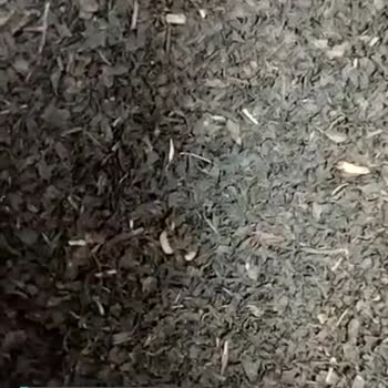 Çaykur Tiryaki Çay Kurtlanması