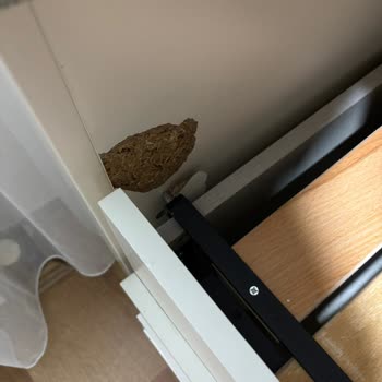 İlk Kullanımda Kırılan Divan Ve İlgisiz Servis Mağduriyeti