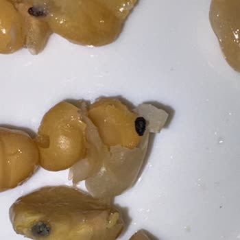 Çevik Nohut İçinden Böcek Çıktı