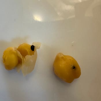 Çevik Nohut İçinden Böcek Çıktı