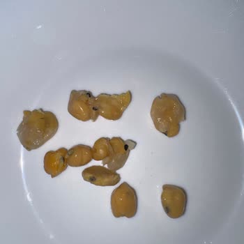 Çevik Nohut İçinden Böcek Çıktı