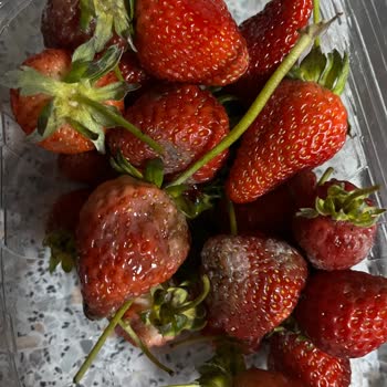 Migros Sanal Siparişimde Çürük Çilekler Gönderildi, İade Kabul Edilmedi