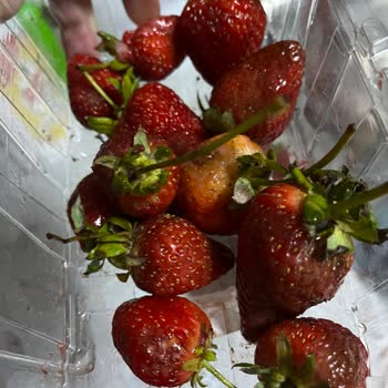 Migros Sanal Siparişimde Çürük Çilekler Gönderildi, İade Kabul Edilmedi