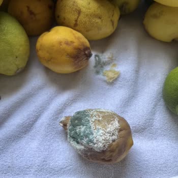 Arçelik 270561eb Şikayeti