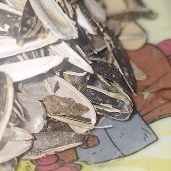 BİM’den Aldığım Çekirdek Kurtlu Ve Bozuk Çıktı!