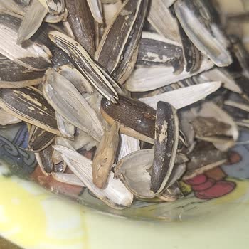 BİM’den Aldığım Çekirdek Kurtlu Ve Bozuk Çıktı!