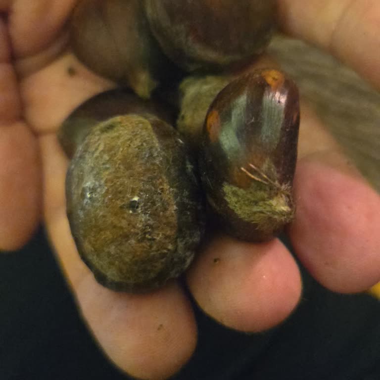 Migros Hemen’den Küflü Ve Bozuk Kestane Gönderildi!