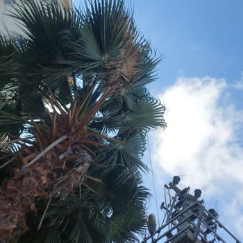 Trafo Direği Ve Tehlikeli Ağaç Dalları İçin YEDAŞ'tan Acil Müdahale Bekliyoruz