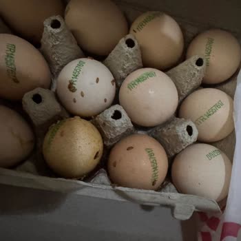 Satın Aldığım Yumurtadan Kurtlar Çıktı, Müşteri Hizmetlerine Ulaşamadım