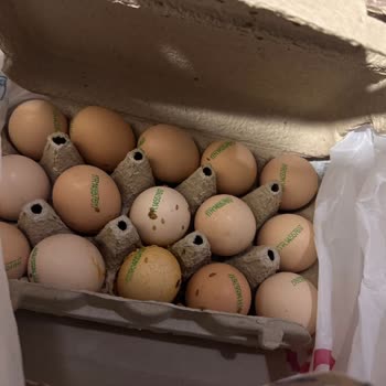 Satın Aldığım Yumurtadan Kurtlar Çıktı, Müşteri Hizmetlerine Ulaşamadım