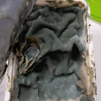 BİM Son Kullanma Tarihi Geçmemiş Labne Peynirinin Küflü Çıkması Ve Sağlık Endişesi