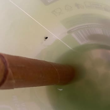 Aldığım İçecekten Sinek Çıkması Nedeniyle Sağlık Endişesi