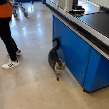 BİM Mağazasında Sokak Hayvanları Nedeniyle Yaşanan Hijyen Sorunu Ve Halk Sağlığı Riski