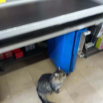 BİM Mağazasında Sokak Hayvanları Nedeniyle Yaşanan Hijyen Sorunu Ve Halk Sağlığı Riski