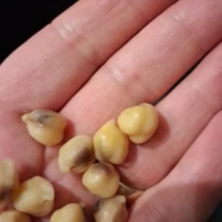 Aldığım Nohutta Böcek Çıktı, Hijyen Ve Güven Sorunu Yaşadım