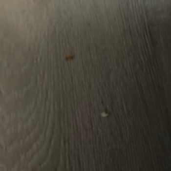 Ecovacs T30 Temizlikte Hayal Kırıklığı Yaşattı