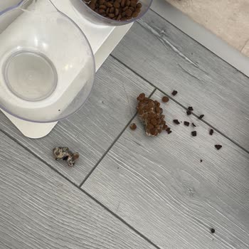 Royal Canin Kedi Mamasında Fare Şoku: Sağlık Ve Güvenlik Endişesi