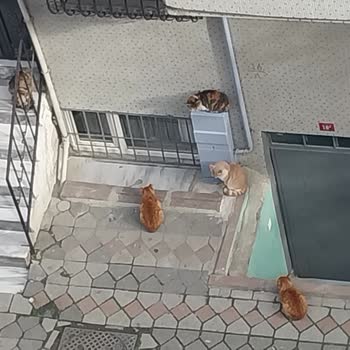 Sultangazi Belediyesi'nin Sokak Kedisi Kısırlaştırma Taleplerine Yanıt Vermemesi