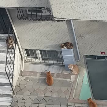 Sultangazi Belediyesi'nin Sokak Kedisi Kısırlaştırma Taleplerine Yanıt Vermemesi