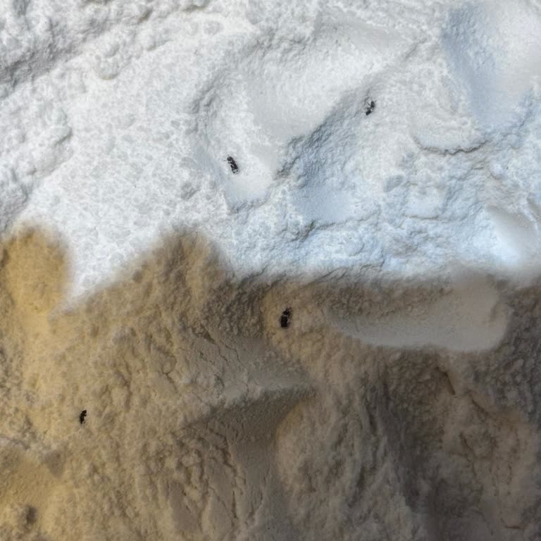 Migros'tan Aldığım Pirinç Ununda Böceklenme Sorunu Ve Hijyen Endişesi