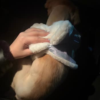 Köpeğime Yanlış Tıraş Yapıldı, Uzmanlık Sorgulansın